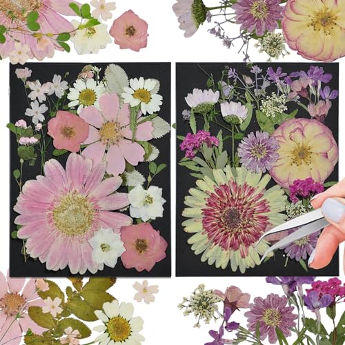 White Dried Pressed Flowers, 40Pcs Real Nature Flowers Set with Tweezers - size: 40 pcs Pink+Mixed Dried Flowers