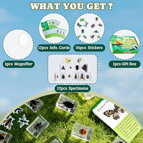 12 PCS Real Insect Resin Specimen, Science Education Bug Collection