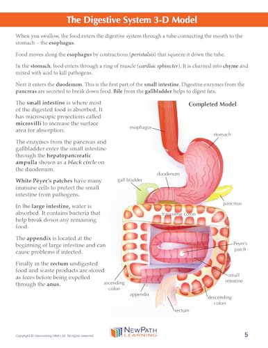 NewPath Digestive System 3-D Paper Model Making Kit - Individual Student Edition (24-7771)
