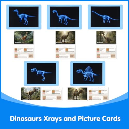 15 Pcs Dinosaur Xrays & Creatures Cards - Light Table Toys - style: Dinosaur Series