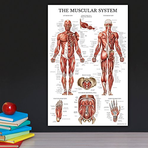 Palace Learning Muscular & Skeletal System Anatomical Poster Set - LAMINATED 2 Chart Set - Human Skeleton & Muscle Anatomy - (18" x 24") (Pack of 2) - color: LAMINATED, size: 18" x 24" (Pack of 2)