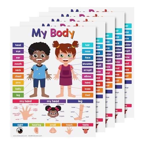 FoldCard My Body Chart Educational Poster 8.5x11 5pk - color: My Body