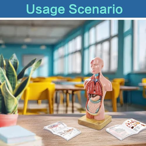 Human Body, Skeleton and Heart Models-Best Anatomy Model Bundle Set of 3