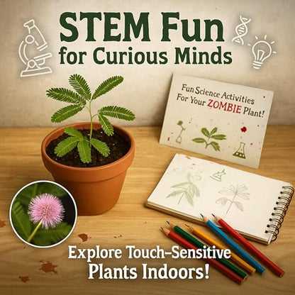 Zombie Plant Seed Packets – Grow a Live Sensitive Plant that Plays Dead When Touched! Indoor Plant Seeds & Educational STEM Activity | House Plant Seeds | Unique Garden Seeds – 2 Pack - style: Indoor Planting - 2 Pack