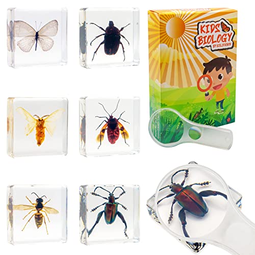 6 PCS Resin Insect Specimen Set, Butterfly, Jewel Frog Beetle, Silk Moth, Chafer, Stinkbug, Wasp, Science Education Toy for Kids - style: Butterfly, Jewel Frog Beetle, Silk Moth, Chafer, Stinkbug, Wasp