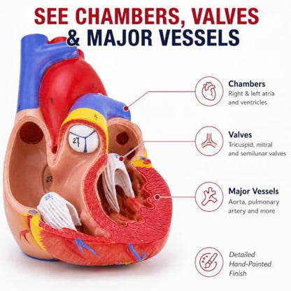 Life Size Human Heart Model, 2-Part, 34 Anatomical Structures - size: Life-Size 34 Anatomical Structures Model