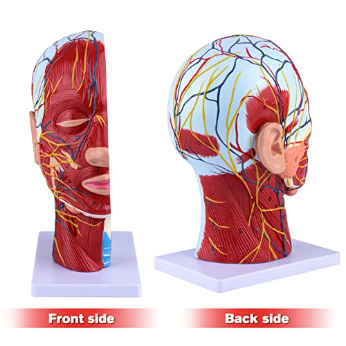 Ultrassist Anatomical Half Head Model, Neurovascular Display for Medical
