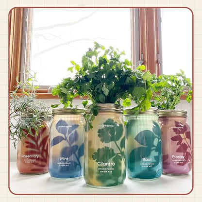 Modern Sprout Mason Garden Jar - Self-Watering Hydroponics Kit - Rosemary - color: Rosemary, size: Garden Jars