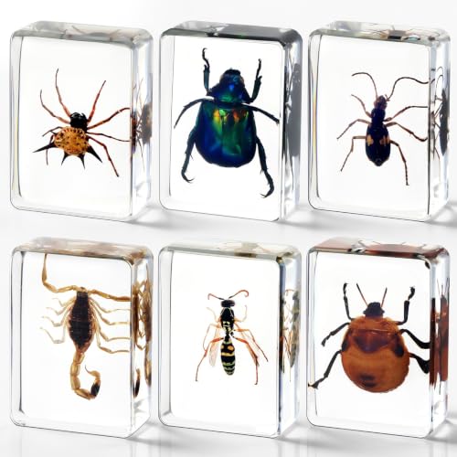 CroBlissful 6 Pcs Insect in Resin Specimen Bugs Collection Paperweights Bugs in Resin Bug Collection Kit for Kids Scientific Educational Toy Classroom Display Supplies