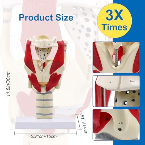 JNMFTD 3X Larynx Function Anatomy Model, Enlarged Human Pharynx Model Throat Muscle Cartilage Glottis Laryngeal Prominence Movable with Labeled Number Product Manual Card for Medical Education Study - size: 12"L x 5"W