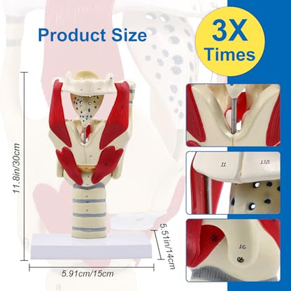 JNMFTD 3X Larynx Function Anatomy Model, Enlarged Human Pharynx Model Throat Muscle Cartilage Glottis Laryngeal Prominence Movable with Labeled Number Product Manual Card for Medical Education Study - size: 12"L x 5"W