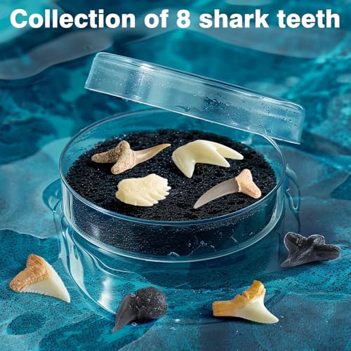 EGGBOX Shark Tooth Dig Kit Excavate 8 Shark Fossils Including Great White, Angel, Bullhead, Longnose, Sand Tiger Shark and so on. Great Science Gift for Marine Biology Enthusiasts of Any Age