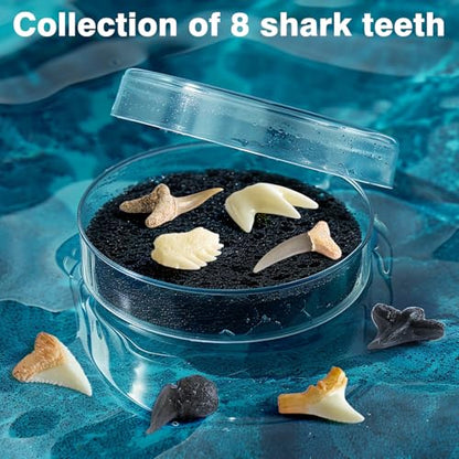 EGGBOX Shark Tooth Dig Kit Excavate 8 Shark Fossils Including Great White, Angel, Bullhead, Longnose, Sand Tiger Shark and so on. Great Science Gift for Marine Biology Enthusiasts of Any Age