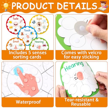 5 Senses Learning Activity for Kids Educational Teacher Supplies Five Senses Sorting Cards Learning Game Develop Fine Motor Skills for Toddlers Preschoolers and Kindergarteners Homeschool Must Haves