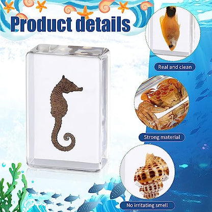 16 Pcs Ocean Animal Insect in Resin Specimen Bugs Collection Paperweights，16 Styles Real Bug Specimen Bug Kit Preserved in Resin for Scientific Educational Display Supplies (Ocean)