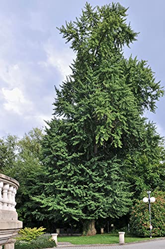 Jurassic Ginkgo | Tree Seed Grow Kit | The Jonsteen Company