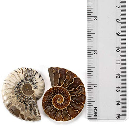 KALIFANO Fossil Collection Kit - Includes a Shark Tooth Fossil, Ammonite Shell Pair, Trilobite, and Orthoceras with Information Cards (Family Owned/Operated)