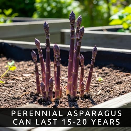 Asparagus & Strawberry Grow Kit – 20 Plants, 2 Asparagus Varieties & 2 Strawberry Varieties – Mary Washington, Purple Passion, All Star, Seascape – Easy Home Gardening