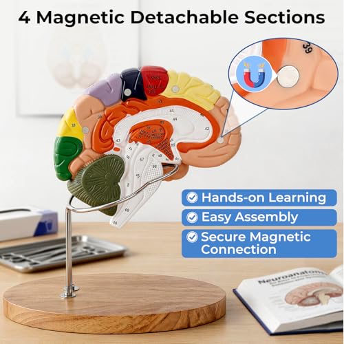 Human Brain Model, 2X Life Size Brain Anatomy Model, 4-Part Magnetic Detachable Brain Model with 131 Laser-Engraved Brain Structure Labels for Neuroscience, Psychology & Medical Education