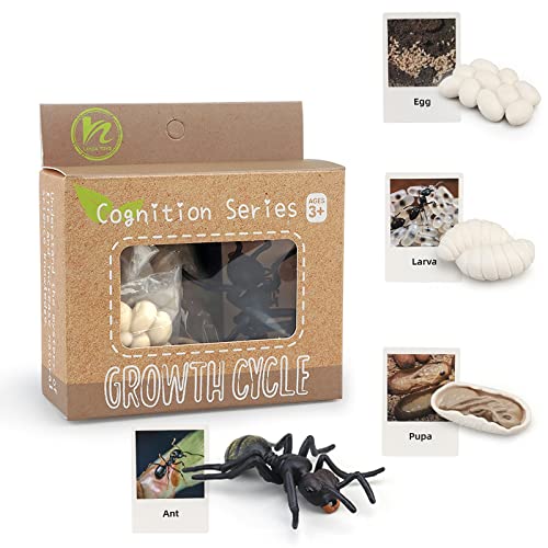 Montessori Life Cycle Animal Figures with Flash Cards, Realistic Animal Figurines Toy, Educational Matching Game for 3+ Year Old Kids (Ant) - color: Ant
