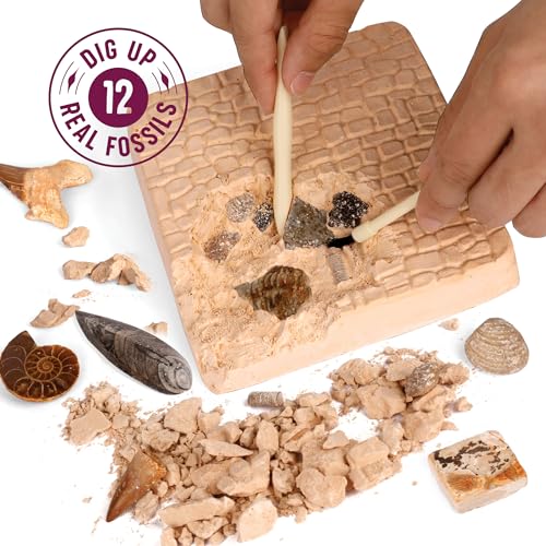 Real Fossil Dig Kit for Kids - Science Kits for Boys & Girls Age 8-12 Years