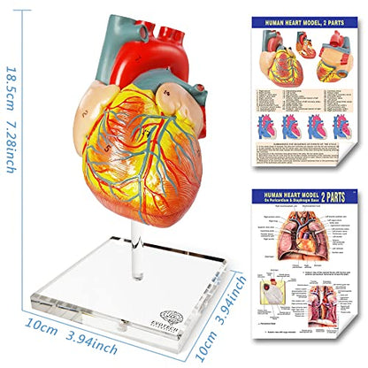 Human Body, Skeleton and Heart Models-Best Anatomy Model Bundle Set of 3