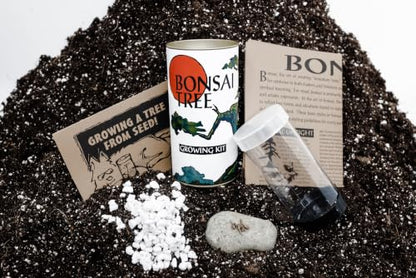 Bonsai Tree Grow Kit | Japanese Black Pine | White Design | The Jonsteen Company