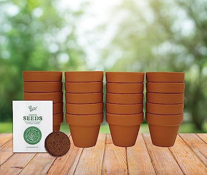 Buzzy Seeds Lavender Grow Kit 20-Pack, Mini Terracotta Pots, Bulk Favors