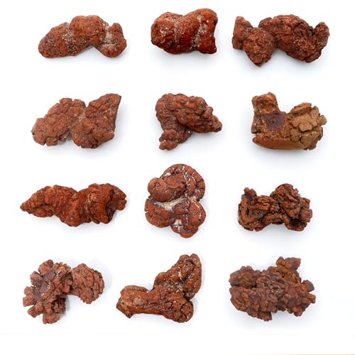 DANCING BEAR Authentic Coprolite (Fossilized Poop!), Velvet Bag and Description Card, Great Genuine Fossil Gift for Kids and Adults