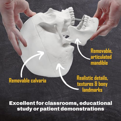 hBARSCI Human Skull Model - Medical Quality - 3 Parts with Removable Calvaria & Articulated Mandible - Anatomy Skull, Plastic Skull Replica, Life Size Skull