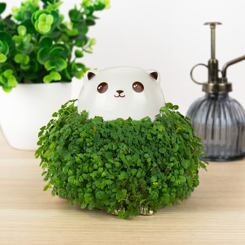 Gift Republic Cat Chia Planter Desktop Sprouting Chia Animal Fun Grow Kit - size: Cat