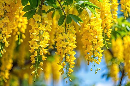 Golden Chain Bonsai Starter Tree (1 Year Old Live Plant) – Fast Growing Flowering Vine Bonsai Material forTraining – Outdoor/Indoor Bonsai Tree Starter Kit Plant