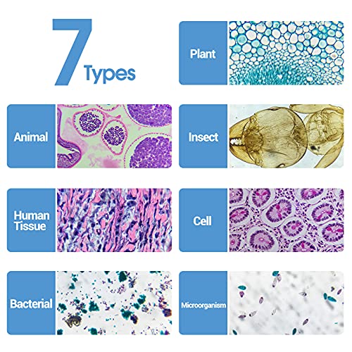 30 Microscope Slides with Specimens for Kids, Prepared Microscope Slides for Kids Microbiology, Glass Slides for Microscope, Biology Gifts for Adults Kids - size: 30pcs