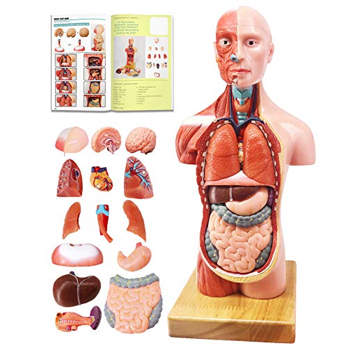 Human Body, Skeleton, Heart, Half Size Skull with Brain Models