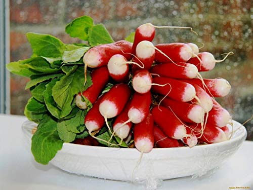 Rapid Yield Radish 18 Days Seeds for Planting 250+ Non-GMO Seeds French Breakfast Radish