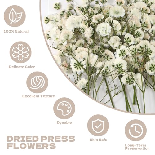 Dried Babys Breath White, 48pcs Dried Flowers for Resin - size: 48 pcs White Baby's Breath