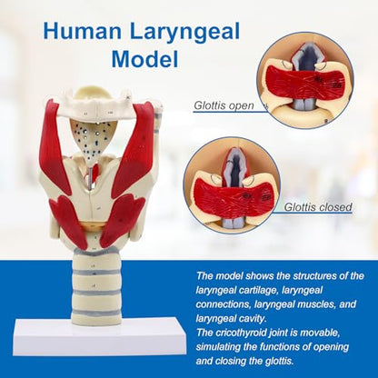 JNMFTD 3X Larynx Function Anatomy Model, Enlarged Human Pharynx Model Throat Muscle Cartilage Glottis Laryngeal Prominence Movable with Labeled Number Product Manual Card for Medical Education Study - size: 12"L x 5"W