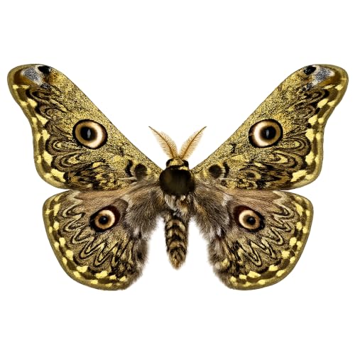 Real Caligula Anna Moth Unmounted Open Wings Taxidermy Specimen Art BU-133 - color: 1 Butterfly #133