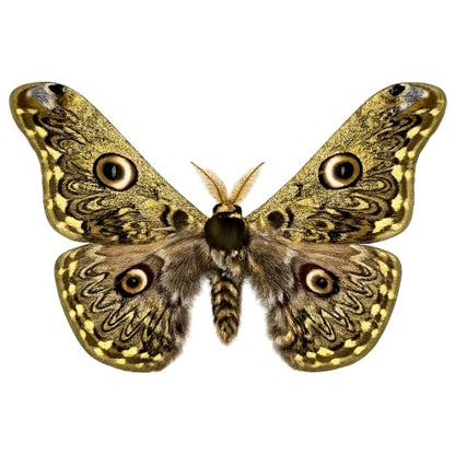 Real Caligula Anna Moth Unmounted Open Wings Taxidermy Specimen Art BU-133 - color: 1 Butterfly #133
