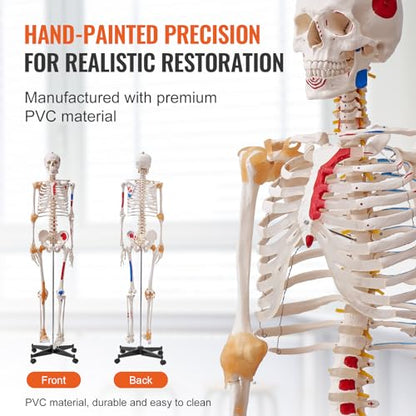 VEVOR Human Skeleton Model for Anatomy, 71.65" Life Size, Accurate PVC Anatomy Skeleton Model with Ligaments, Movable Arms, Legs & Jaw, with Muscle Origin & Insertion Points, for Professional Teaching - size: Life Size