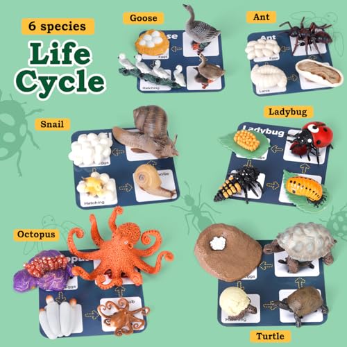 Life Cycle Toys for Kids - Life Science Education Kits: Ladybug, Ants, Goose, Land Turtle, Snail, Octopus - 24 Pieces Animal Models STEM Learning Toys for 3-10 Year Old - style: Ladybug/Ants/Goose/Land Turtle/Snail/Octopus