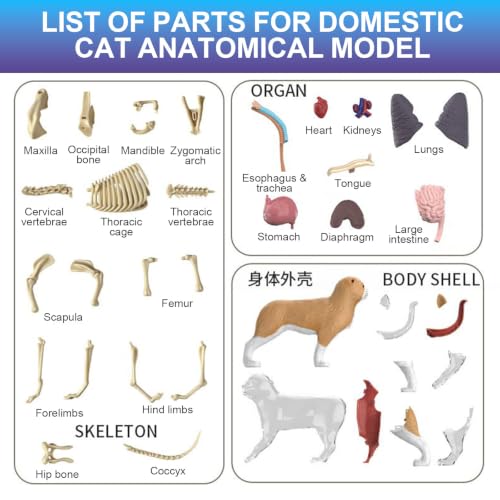 4D Vision Cat Anatomy Model, 35 Detachable Parts, Plastic Educational Model - size: Cat Model