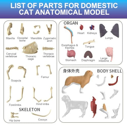 4D Vision Cat Anatomy Model, 35 Detachable Parts, Plastic Educational Model - size: Cat Model