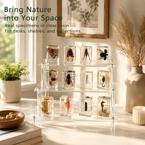 12pcs Real Insect Specimen,Taxidermy Butterfly & Insect Specimen in Resin - color: 12Pcs Insect Specimen