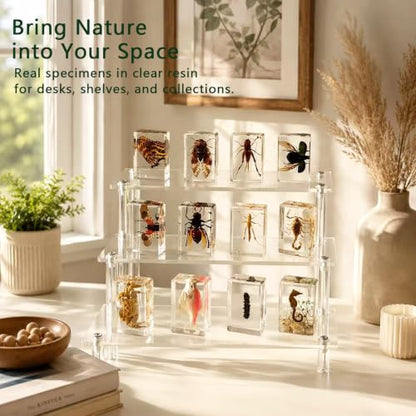 12pcs Real Insect Specimen,Taxidermy Butterfly & Insect Specimen in Resin - color: 12Pcs Insect Specimen