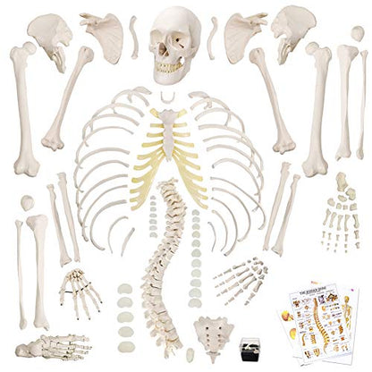 Disarticulated Human Skeleton Model for Anatomy 67 inch High, Full Size Skeleton Models with Poster, Skull, Bones, Articulated Hand & Foot