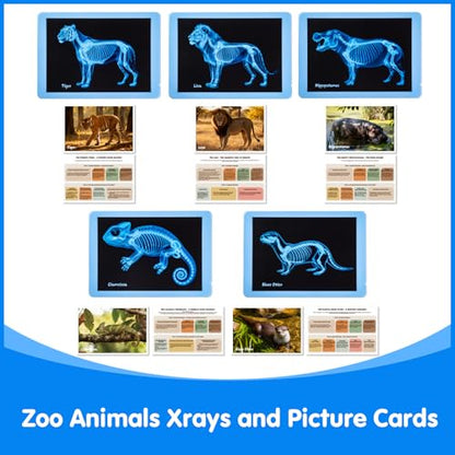 15 Pcs Zoo Animal Xrays for Kids - Light Table Manipulatives - style: Zoo Series