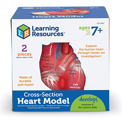 Learning Resources Cross-Section Human Heart Model