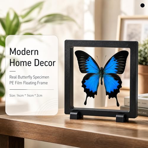 1pc Real Butterfly Specimen PE Film Suspension Box Butterfly Taxidermy Shadow Box Unique Holiday Present for Children (Papilio Ulysses) - color: Papilio Ulysses
