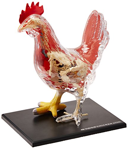 4D Chicken Anatomy Model Kit, STEM Biology Learning Toy, Ages 8+